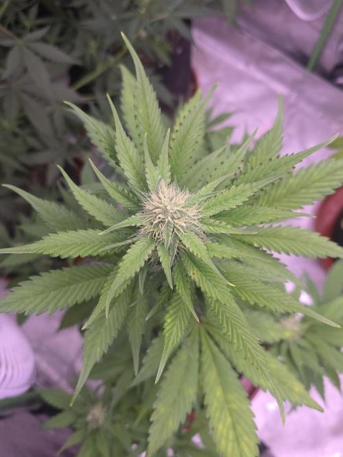 Guava Runtz - Champions Line Trial Pack. Week 7