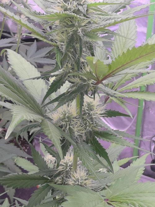 Guava Runtz - Champions Line Trial Pack. Week 7