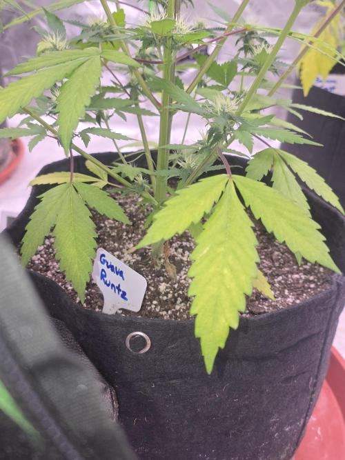 Guava Runtz - Champions Line Trial Pack. Week 7