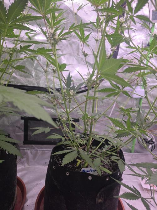 Mendo Guava - Champions Line Trial Pack. Week 7