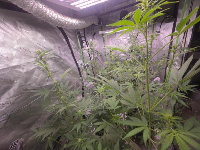 Mendo Guava - Champions Line Trial Pack. Week 7