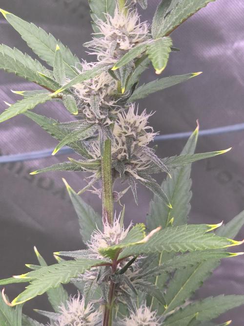 Mendo Guava - Champions Line Trial Pack. Week 7