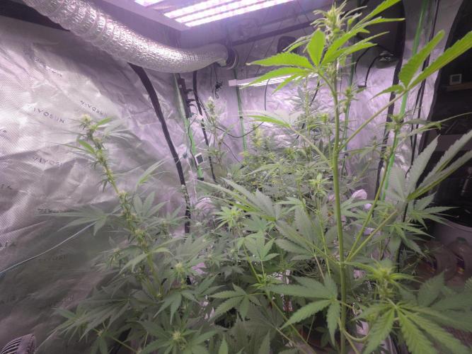 Grow Tent Pro 4x8 P848 (48 x 96 x 80). Week 7