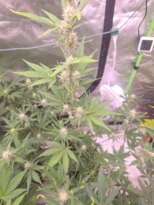 Mendo Guava - Champions Line Trial Pack. Week 7
