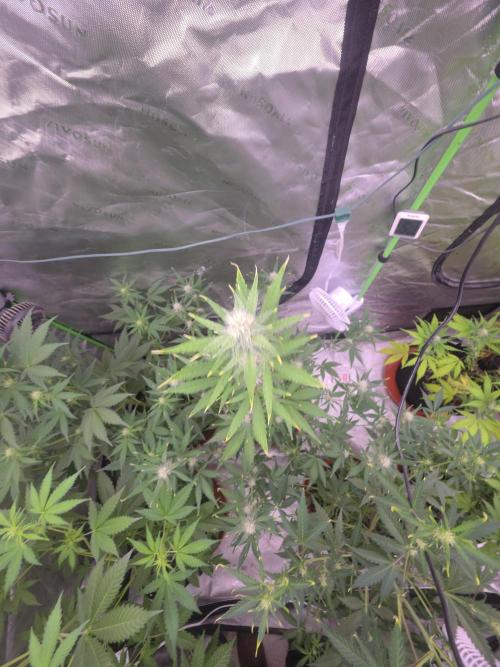 Mendo Guava - Champions Line Trial Pack. Week 7