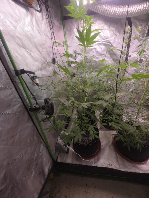 Gorilla Cookies - Fastbuds. Week 6
