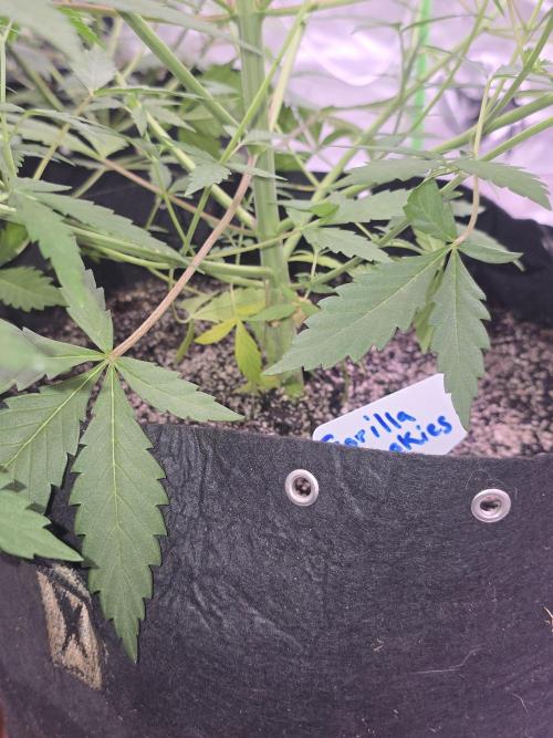 Gorilla Cookies - Fastbuds. Week 6