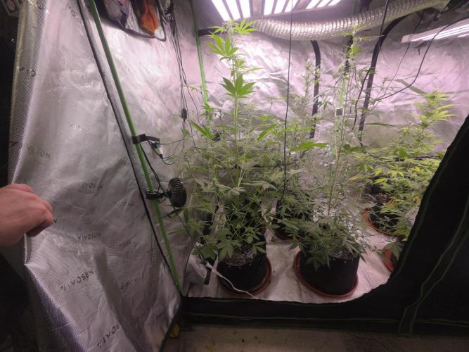 Gorilla Cookies - Fastbuds. Week 6