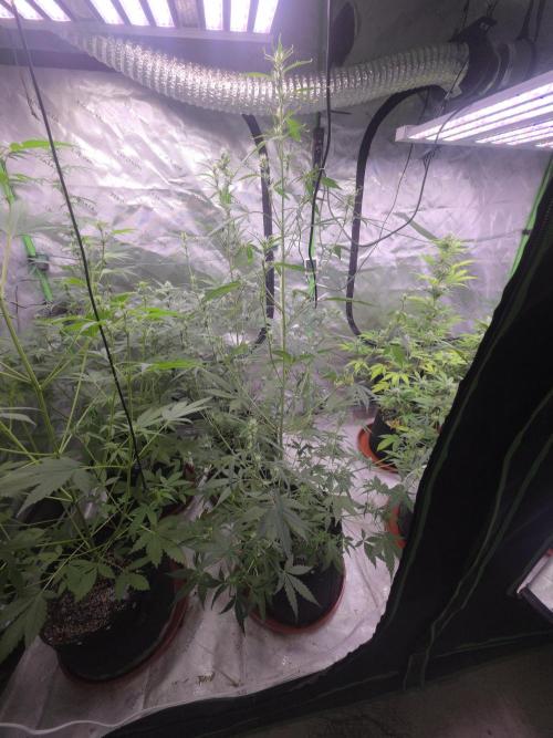 Gorilla Cookies - Fastbuds. Week 6