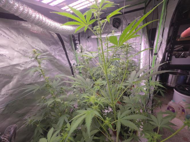 Gorilla Cookies - Fastbuds. Week 6