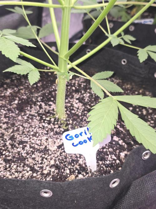 Gorilla Cookies - Fastbuds. Week 6