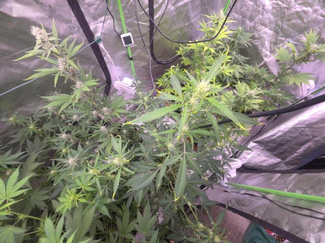 Gorilla Cookies - Fastbuds. Week 6