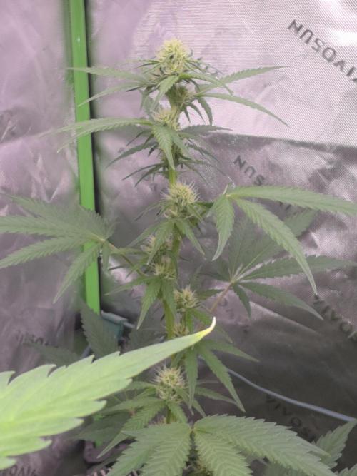 Banana Cherry Cookies Fastbuds. Week 6