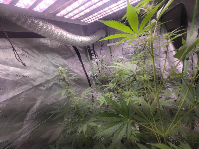 Banana Cherry Cookies Fastbuds. Week 6