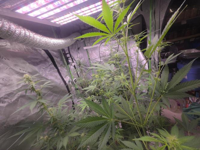 Banana Cherry Cookies Fastbuds. Week 6