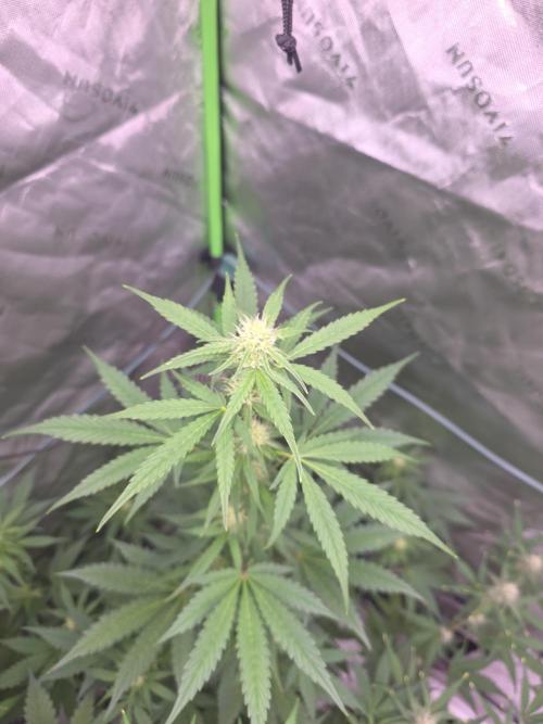 Banana Cherry Cookies Fastbuds. Week 6