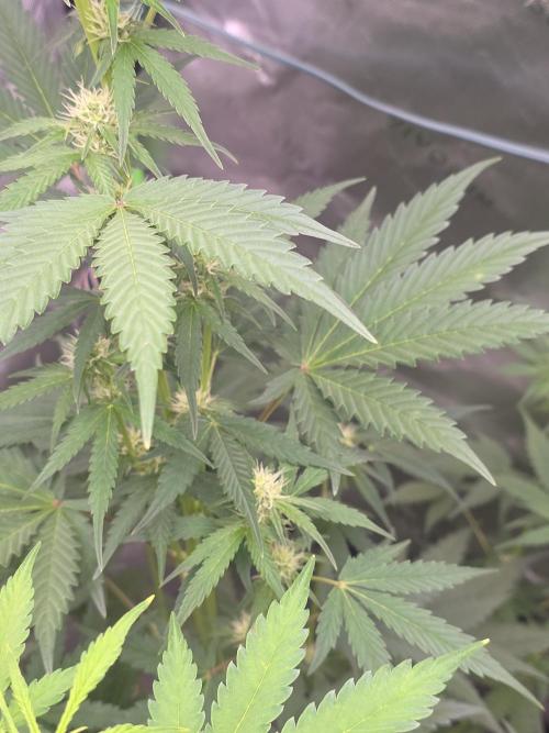 Banana Cherry Cookies Fastbuds. Week 6