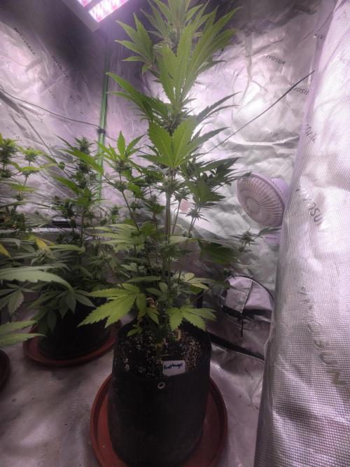 Frostbanger Strong Strains trial pack. Week 8