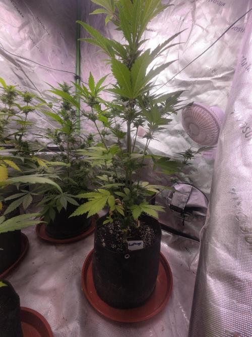 Frostbanger Strong Strains trial pack. Week 8