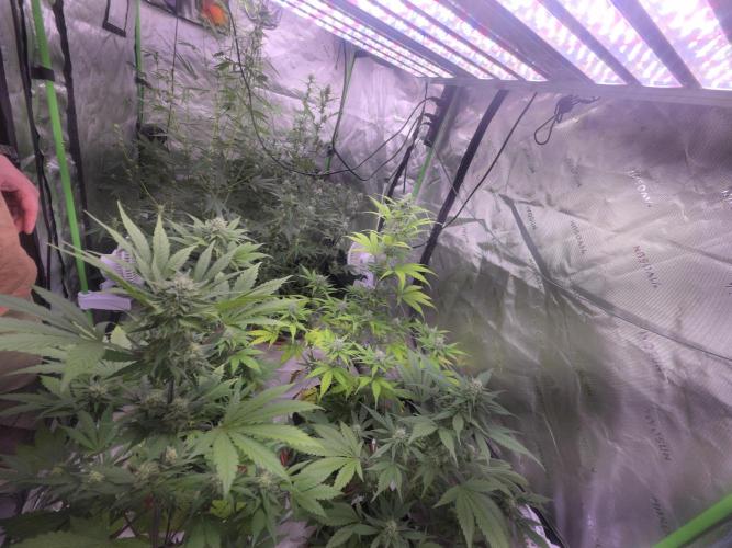 Frostbanger Strong Strains trial pack. Week 8