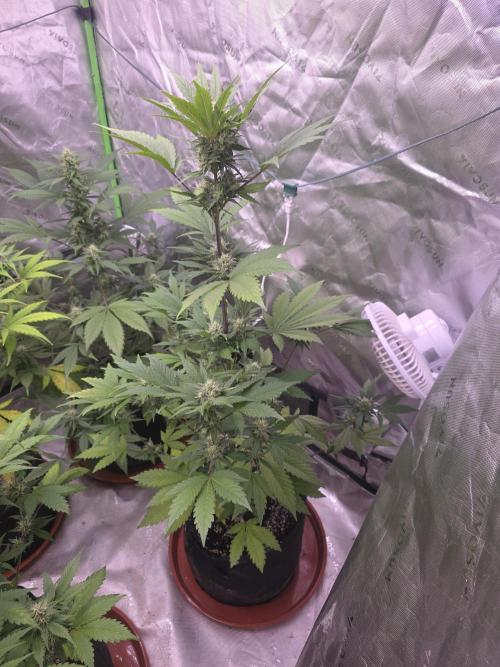 Frostbanger Strong Strains trial pack. Week 8