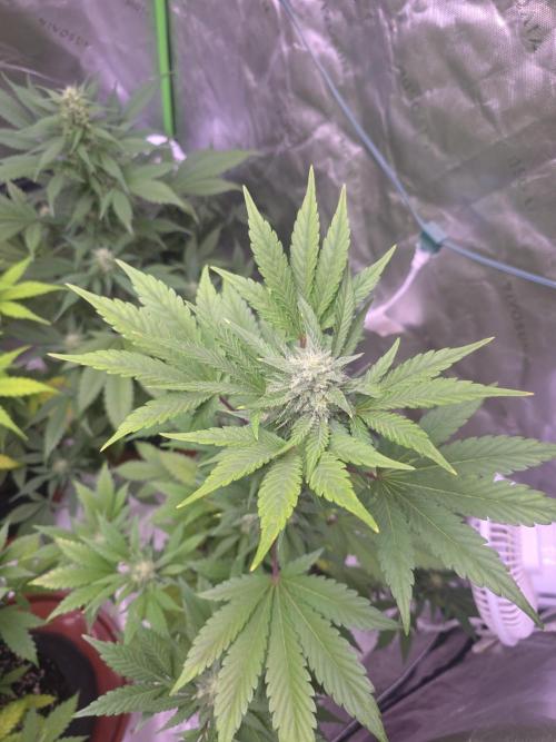 Frostbanger Strong Strains trial pack. Week 8