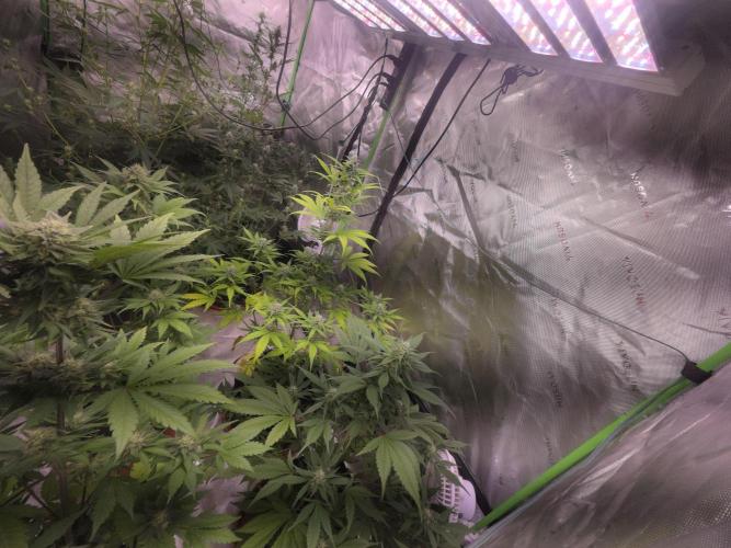 Frostbanger Strong Strains trial pack. Week 8
