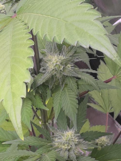 Frostbanger Strong Strains trial pack. Week 8