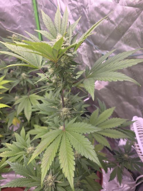 Frostbanger Strong Strains trial pack. Week 8