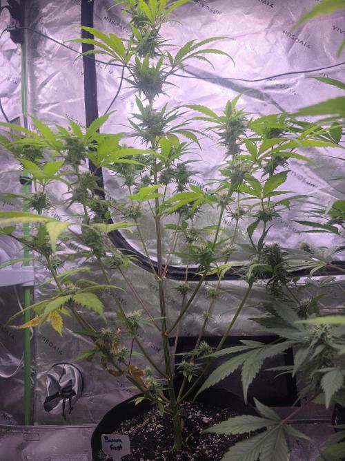 Banana Frost - Champions Line Trial pack. Week 8