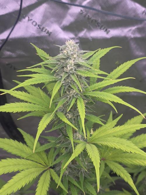 Banana Frost - Champions Line Trial pack. Week 8