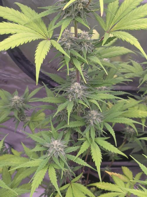 Banana Frost - Champions Line Trial pack. Week 8