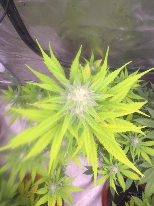 Banana Frost - Champions Line Trial pack. Week 8