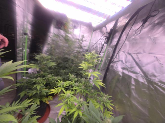 Banana Frost - Champions Line Trial pack. Week 8