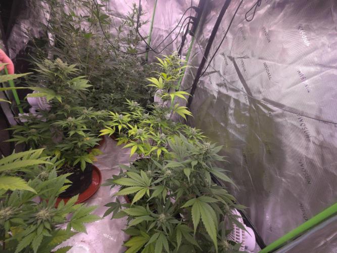 Strawberry Gorilla - Strong Pack. Week 8