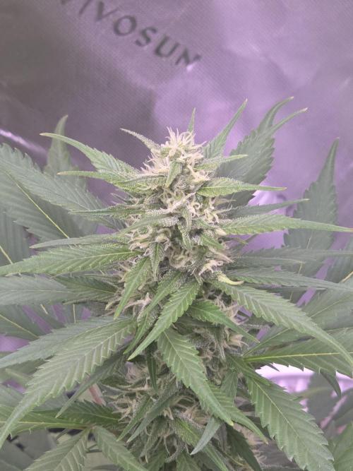 Strawberry Gorilla - Strong Pack. Week 8