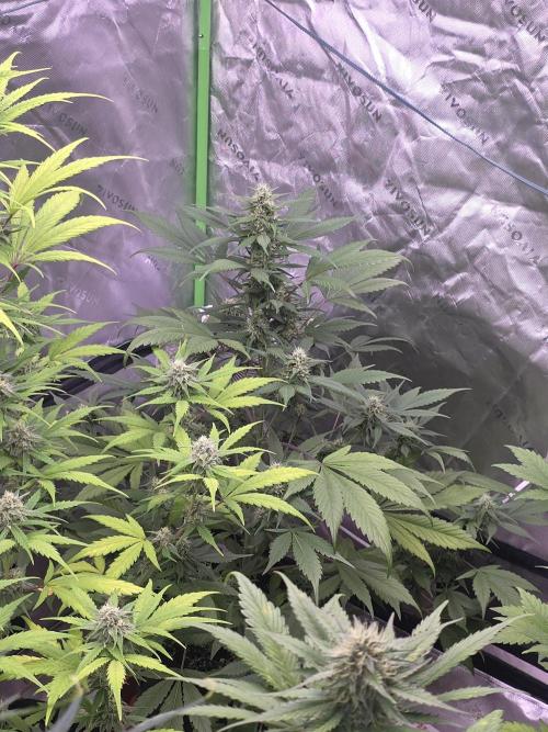 Strawberry Gorilla - Strong Pack. Week 8