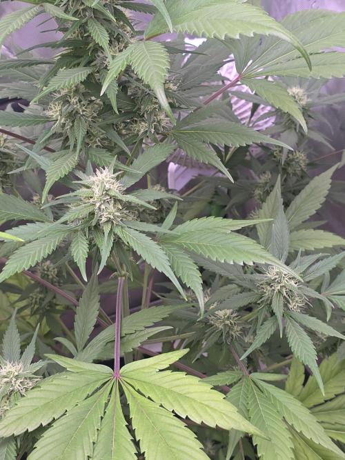 Strawberry Gorilla - Strong Pack. Week 8