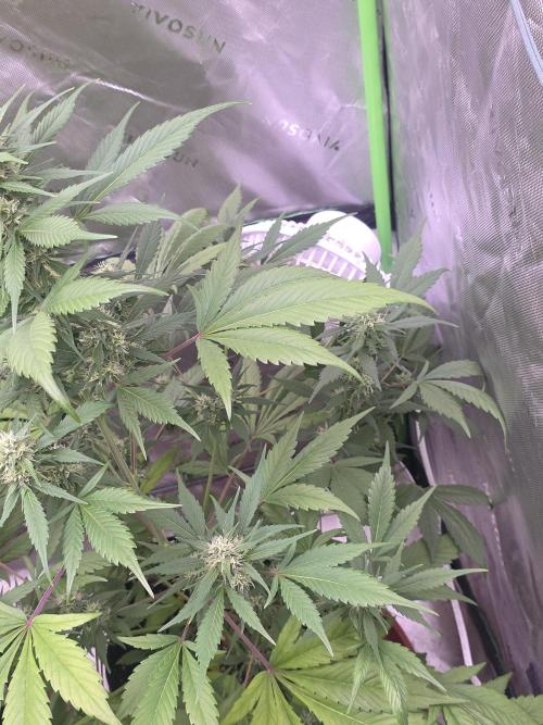 Strawberry Gorilla - Strong Pack. Week 8