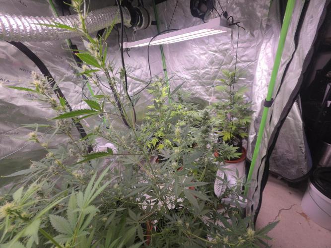 Grow Tent Pro 4x8 P848 (48 x 96 x 80). Week 8