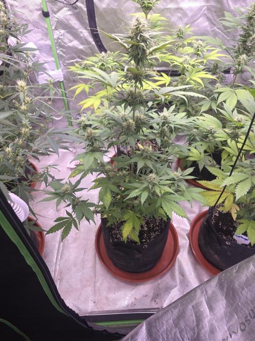 Guava Runtz - Champions Line Trial Pack. Week 8