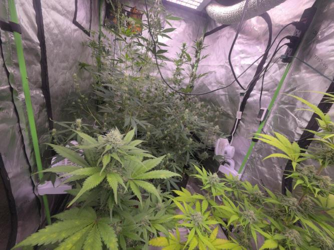 Grow Tent Pro 4x8 P848 (48 x 96 x 80). Week 8