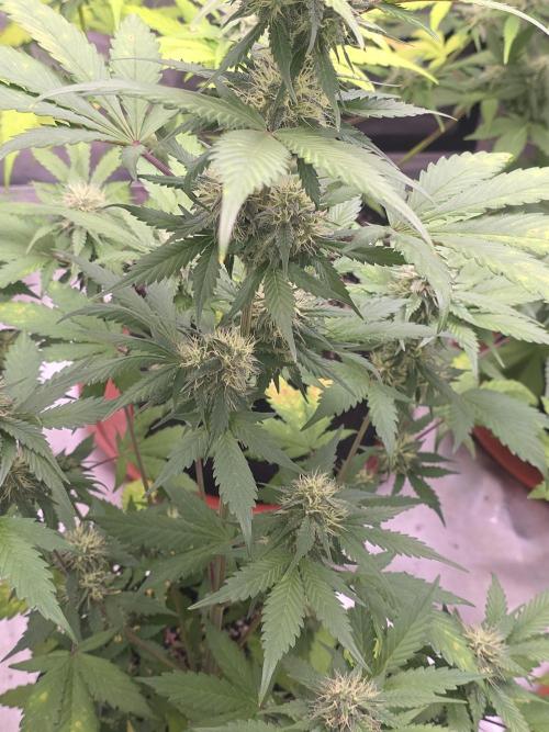 Guava Runtz - Champions Line Trial Pack. Week 8