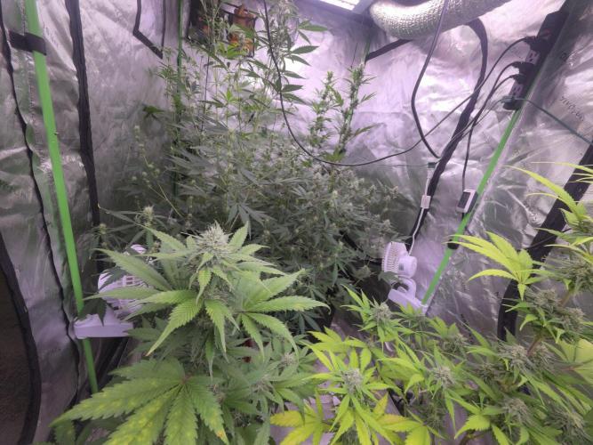 Guava Runtz - Champions Line Trial Pack. Week 8