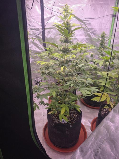 Guava Runtz - Champions Line Trial Pack. Week 8