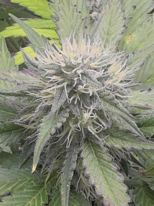Guava Runtz - Champions Line Trial Pack. Week 8