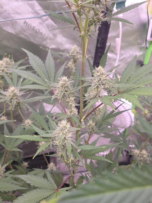 Mendo Guava - Champions Line Trial Pack. Week 8