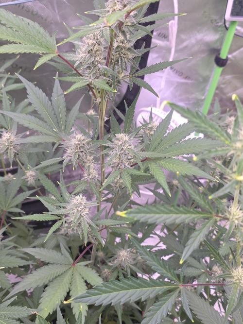 Mendo Guava - Champions Line Trial Pack. Week 8