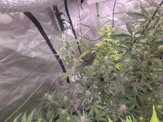 Mendo Guava - Champions Line Trial Pack. Week 8
