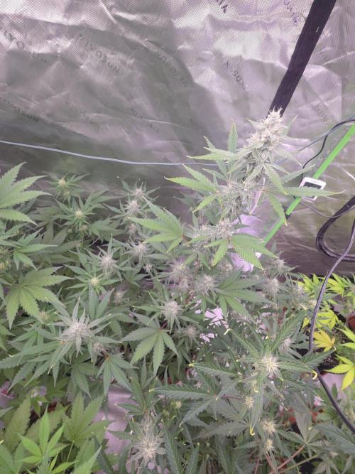 Mendo Guava - Champions Line Trial Pack. Week 8